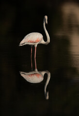Greater Flamingos in the morning at Tubli bay, Bahrain