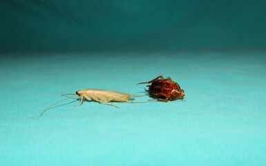 American cockroach is molting its skin.
close up of cockroach on a green background.
closeup cockroach isolated.
insects, insect, bugs, bug, animals, animal.
health, hygiene.
wildlife, wild nature