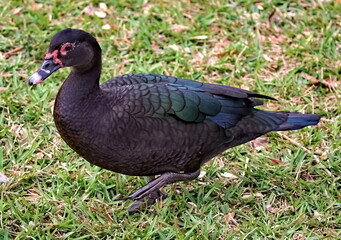 Full body shot of Muscovy duck.