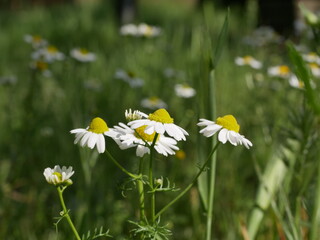 Flowers of chamomile in the meadow on a sunny day. The growth of medicinal plants in the natural environment. Raw materials for folk medicine.