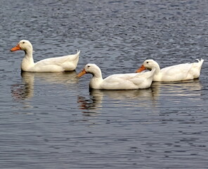 Three Domestic duck floating in the pond.