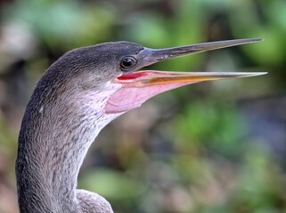 Young male anhinga head shot.  Anhinga anhinga.