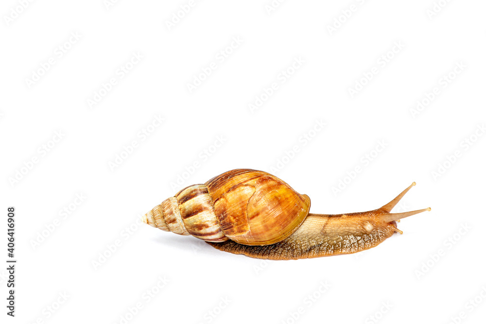 Wall mural snail was crawling forward. isolated on white background