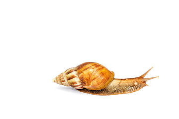 Snail was crawling forward. isolated on white background