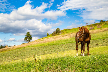 brown horse on a glade on a background of mountains and blue sky. Countryside. Pets.