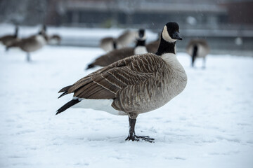 Canadian goose in German park at snowy day