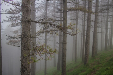Niebla en el bosque. 