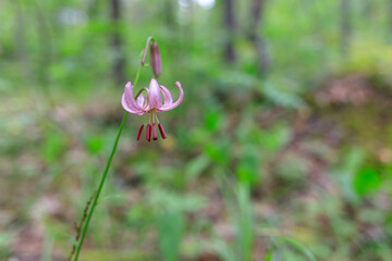 Red Book forest lily