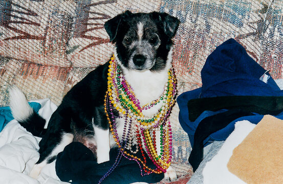 Dog wearing his beads for the annual Gasparilla celebration in Tampa, Florida