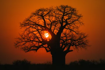 Gordijnen Baobab tree on a beautiful African sunset © Cavan