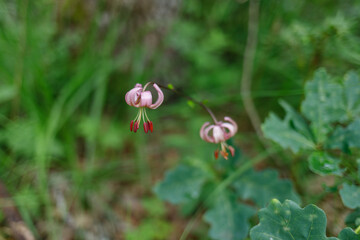 Red Book forest lily