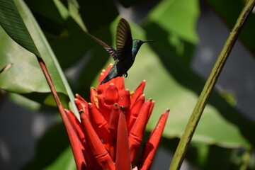 Colibrí © Juan