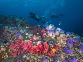Scuba divers swimming in sea anemone colony (Mergui archipelago, Myanmar)