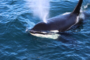 Orca breach. Seward, Alaska