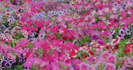 Obraz premium Flower field with pink and purple colour