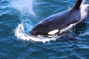 Orca breach. Seward, Alaska