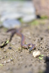 life in the garden