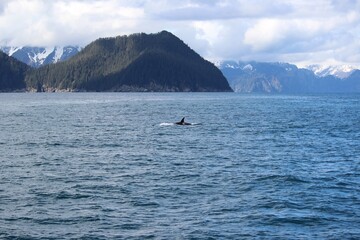 Orca swimming of the coast. Seward, Alaska