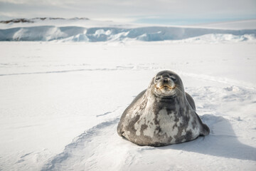Wild seal lies on the snow in Antarctica. Far away can see the icebergs and the rocks of the coast.