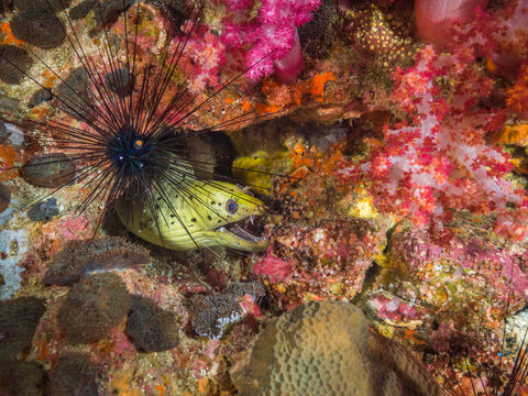 Fimbriated moray being cleaned by shrimps in a hole of rock, Black long spine urchin (Mergui archipelago, Myanmar)