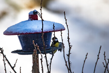 bird on a feeder