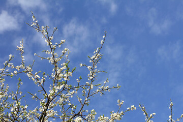 many white flowers on the branches of a blooming cherry, against a blue sky. the beauty of springtime