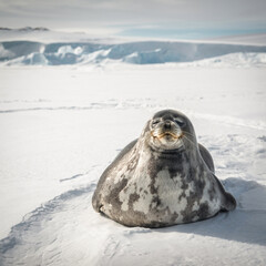 Wild seal lies on the snow in Antarctica. Far away can see the icebergs and the rocks of the coast.