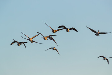 Flock of canada geese flying against the camera with side light from the sun