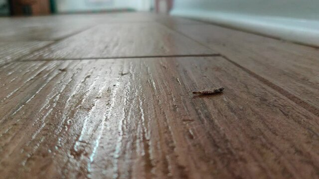 Plaster Bagworm moving on the floor of a house