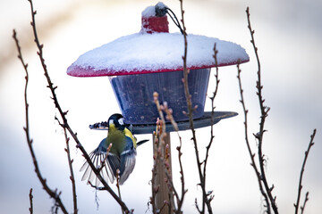 bird on a feeder