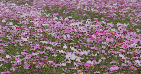 Obraz premium Cosmos flower garden farm meadow