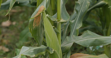 Corn maize agriculture nature field