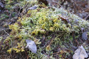 frozen moss on a tree. the frost on the plants