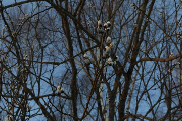 willow, fluffy buds on trees, early spring