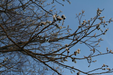 willow, fluffy buds on trees, early spring