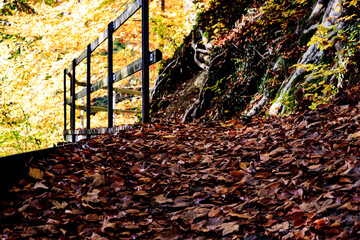 Autumn walk II