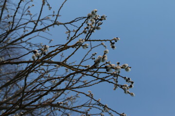 willow, fluffy buds on trees, early spring
