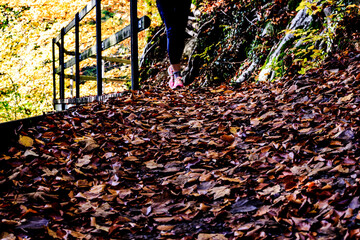 Autumn walk III