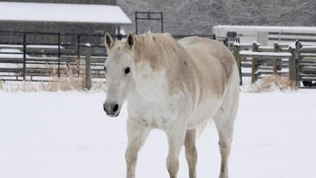 Horse running in the snow