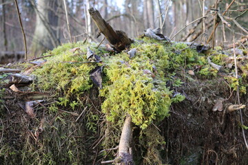 Obraz premium frozen moss on a tree. the frost on the plants