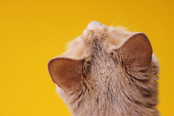 The back of the head of a red cat in close-up on a yellow background.