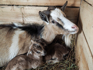 Goat with a newborn baby goat