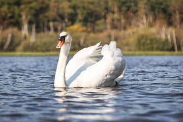 Obraz premium a gracious mute swan at a lake