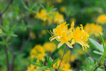 yellow rhododendrons in the wild