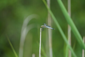 メスのムツアカネ