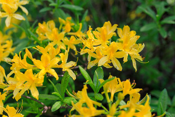 yellow rhododendrons in the wild