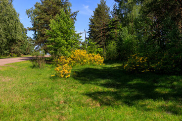 yellow rhododendrons in the wild