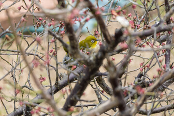 梅の木にとまるメジロ