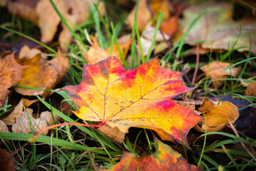 colorful autumn leaves on grass
