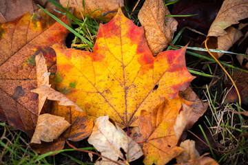 autumn leaves on the ground